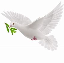 Picture of a Dove