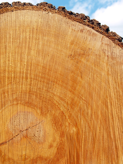 Sawn Oak Log