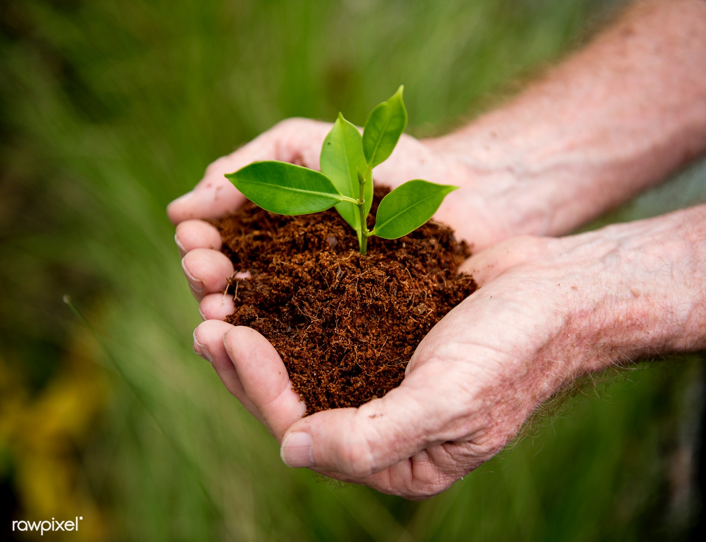 Young tender plant being held